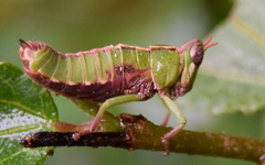 Thericleidae