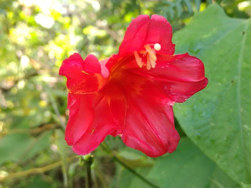 Ipomoea funis, photograph 5
