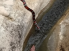 Lampropeltis polyzona