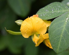 Argyrolobium tomentosum