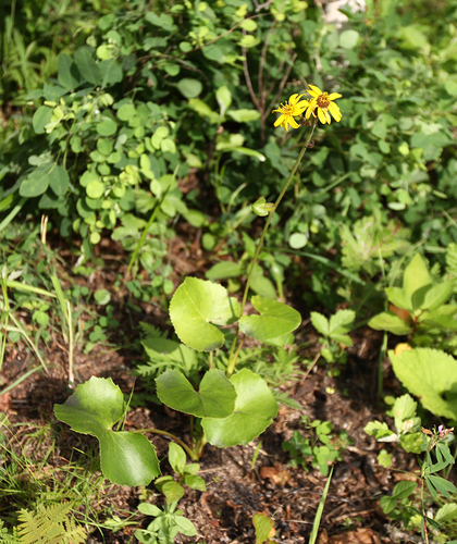 Ligularia calthifolia