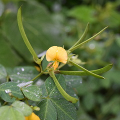 Argyrolobium tomentosum