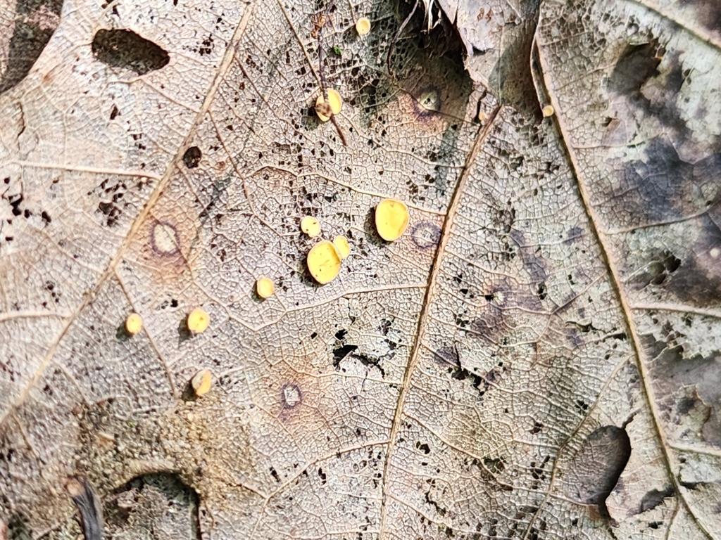 Sulphur Disco from Boswell, PA 15531, USA on September 3, 2023 at 1044