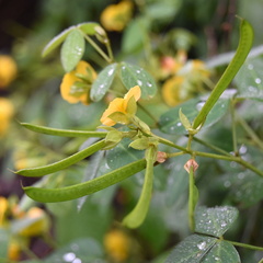 Argyrolobium tomentosum