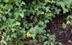 Argyrolobium tomentosum