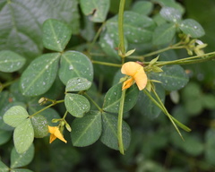 Argyrolobium tomentosum