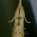 Alligatorweed Moth - Photo (c) krancmm, some rights reserved (CC BY-NC), uploaded by krancmm