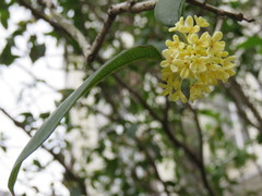 Osmanthus