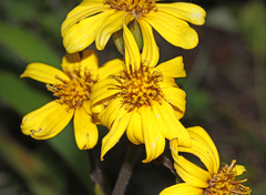 Ligularia calthifolia
