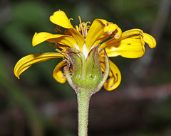 Ligularia calthifolia