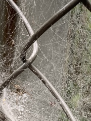Dendrolycosa