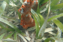 Tedania ignis