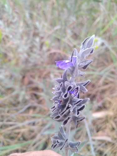 blue Ecuadorian sage (Salvia flocculosa)