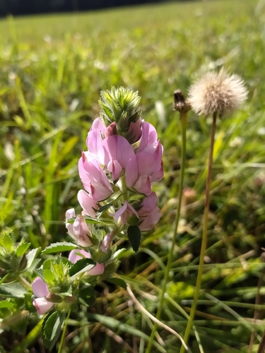 Field restharrow (Ononis arvensis)