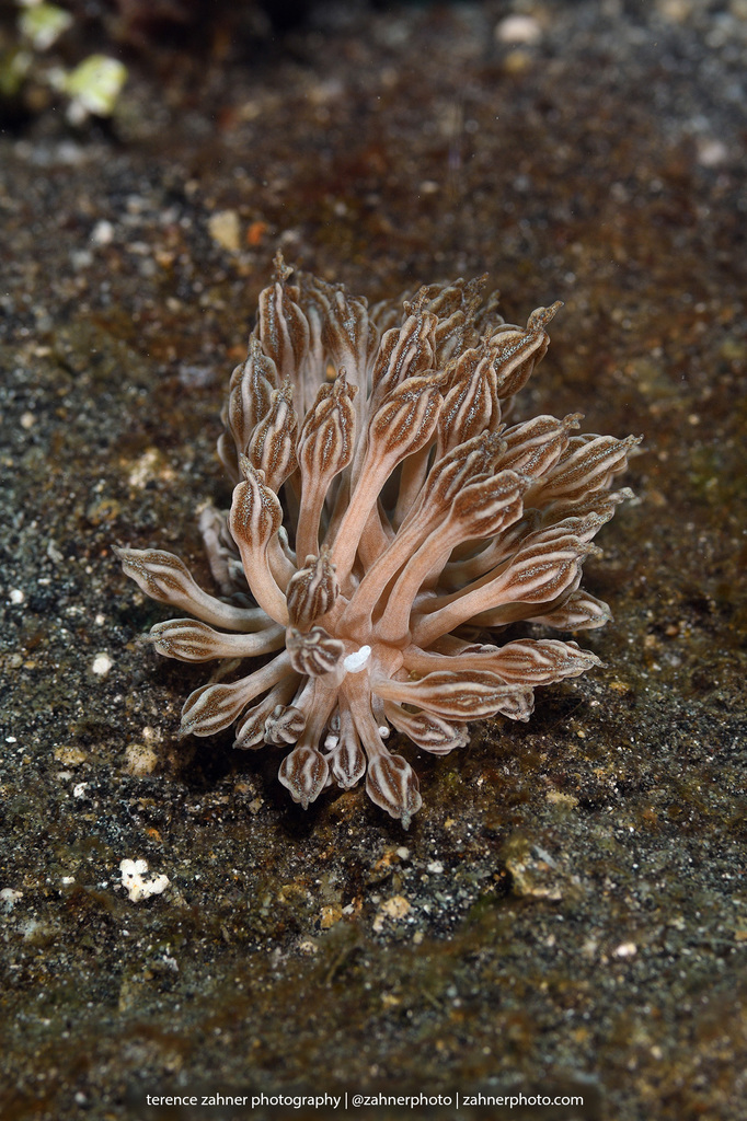 Mimic Nudibranch