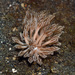 Mimic Nudibranch - Photo (c) terence zahner, some rights reserved (CC BY-NC), uploaded by terence zahner