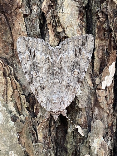 Robinson's Underwing photo 4