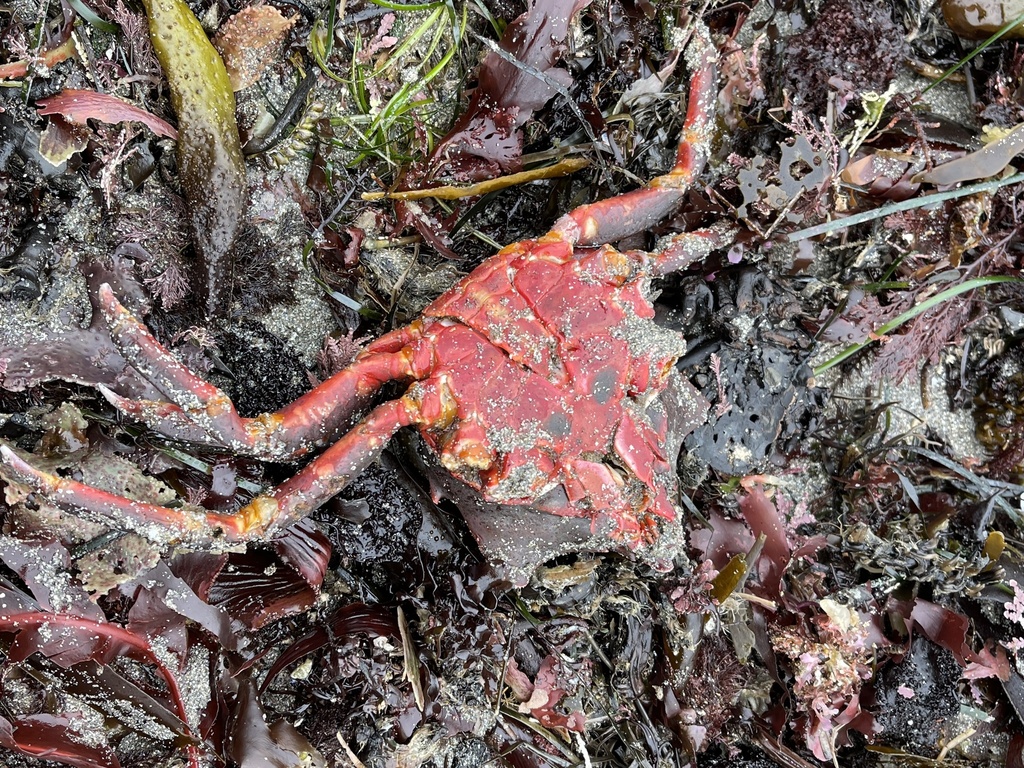 northern-kelp-crab-from-north-pacific-ocean-ca-us-on-september-4