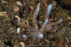 Phyllodesmium longicirrum