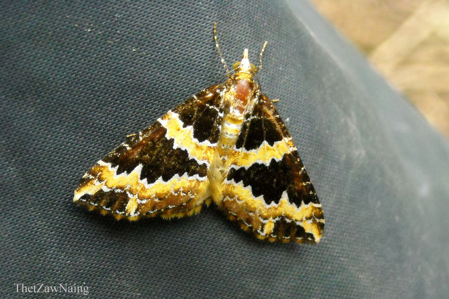 Electrophaes fulgidaria
