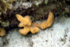 Callyspongia