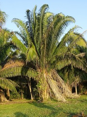 Attalea cohune