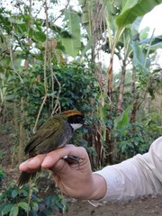 Arremon brunneinucha