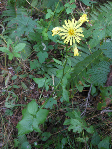 ochre-white rattlesnake root (Nabalus ochroleucus)