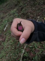 Lampornis amethystinus
