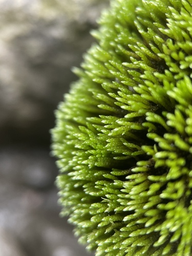 Anomobryum julaceum