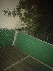 Didelphis marsupialis