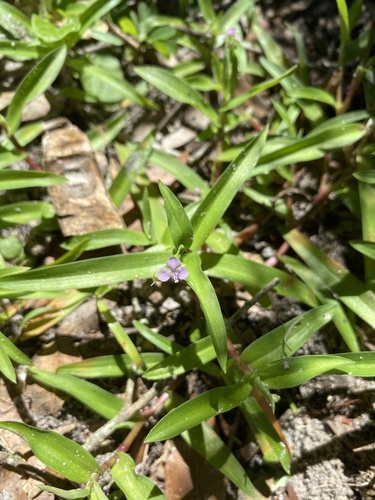 Nakedstem dewflower (Murdannia nudiflora)