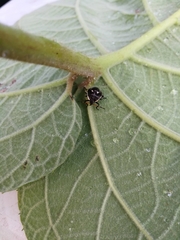 Cermatulus nasalis nasalis