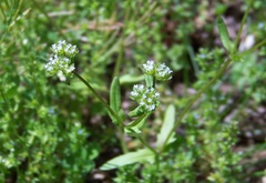 Valerianella