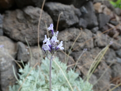 Lavandula buchii image