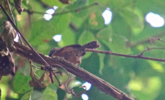 Pheugopedius rutilus