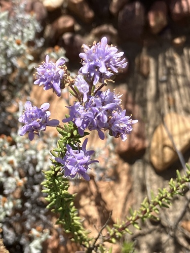 Garden Route Bitterbush (Selago burchellii)