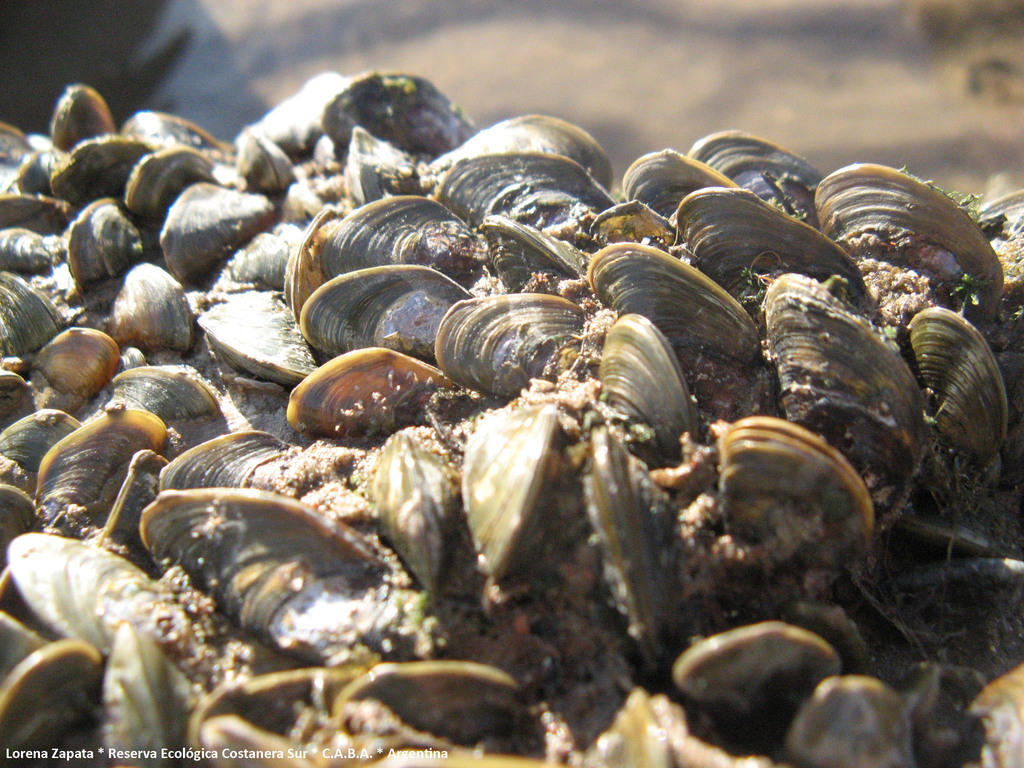Golden Mussel from Reserva Ecológica Costanera Sur, CABA, Argentina on