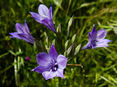 Triteleia laxa