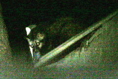 Paradoxurus hermaphroditus