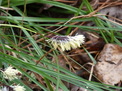Carex picta