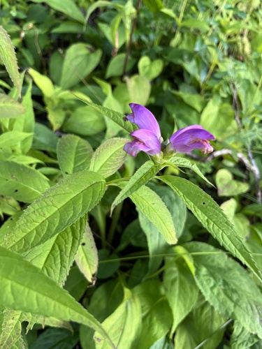 Image of Chelone erwiniae by (c) harrier, some rights reserved (CC BY)