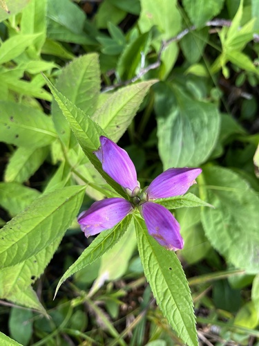 Image of Erwin's Turtlehead (Chelone erwiniae) by (c) harrier, some rights reserved (CC BY)