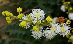 Mimosa watsonii
