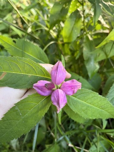 Image of Chelone erwiniae by (c) harrier, some rights reserved (CC BY)