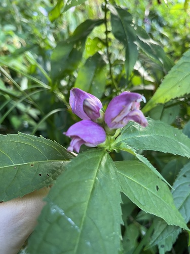 Image of Chelone erwiniae by (c) harrier, some rights reserved (CC BY)