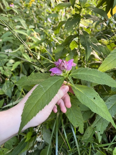 Image of Chelone erwiniae by (c) harrier, some rights reserved (CC BY)