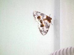 Abraxas amicula-illuminata