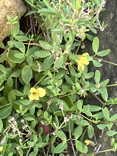 Roepera debilis (Roepera debilis)