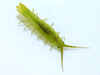 Eelgrass Isopod - Photo (c) Susannah Anderson, some rights reserved (CC BY-NC-ND)